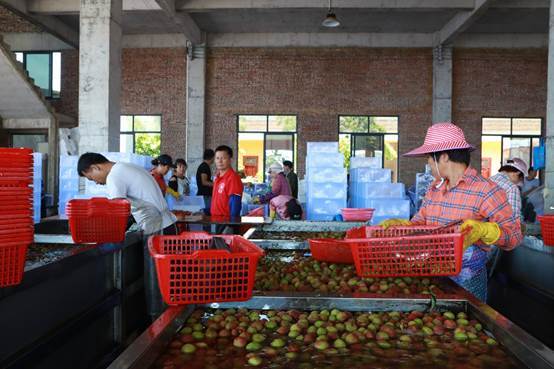 深耕卅六載，海口荔枝大王引領(lǐng)珍品走向全國(guó)